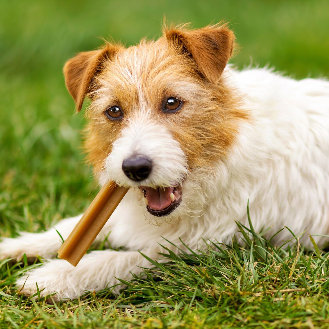 Jack Russel Terrier dog gnawing on dental chew stick