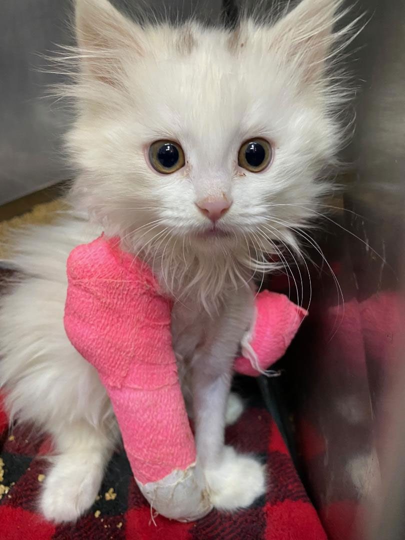 Kitten With Bandage