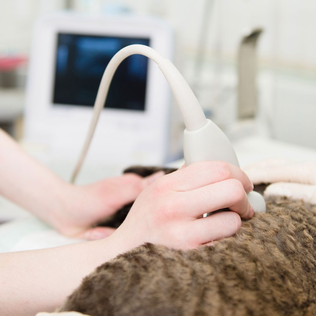 veterinarian performs an ultrasound examination on a cat