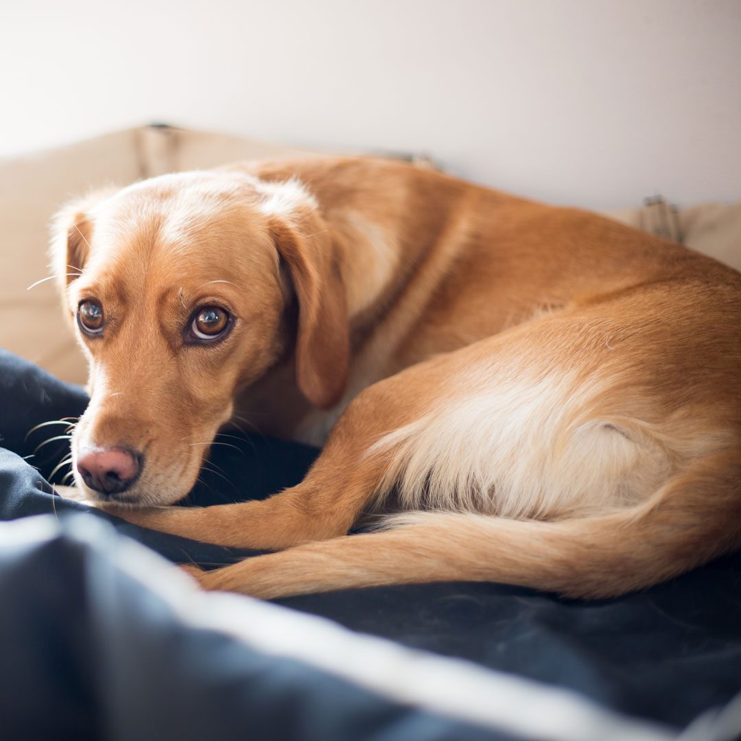 cute dog laying on a blanket at home