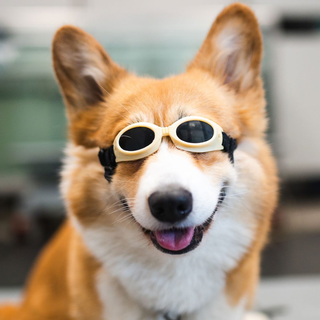 Corgi wearing goggles for laser therapy treatment