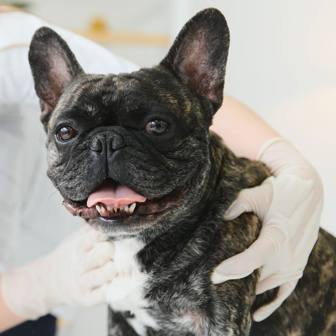 French Bulldog
