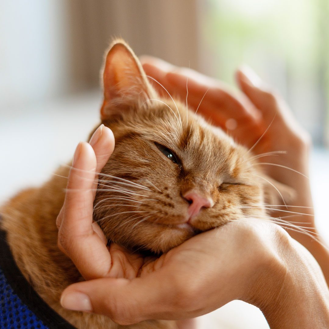 veterinarian petting an orange cat