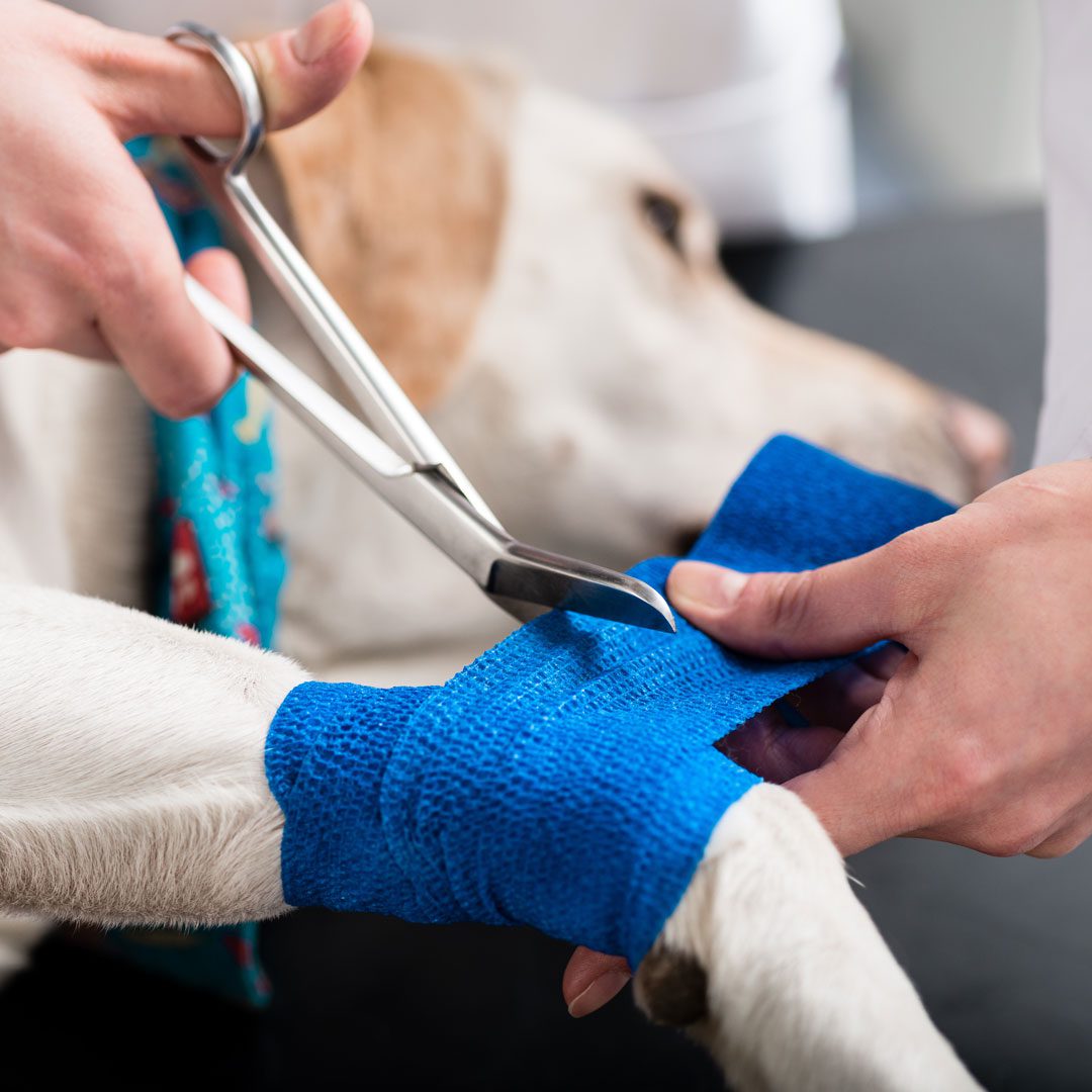 veterinarian wrapping a bandage around injured dog's leg