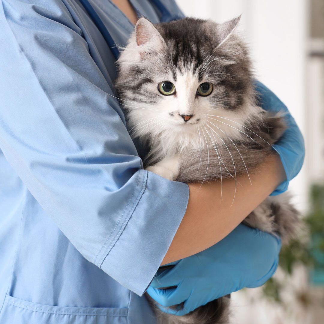 veterinarian holding fluffy gray and white cat