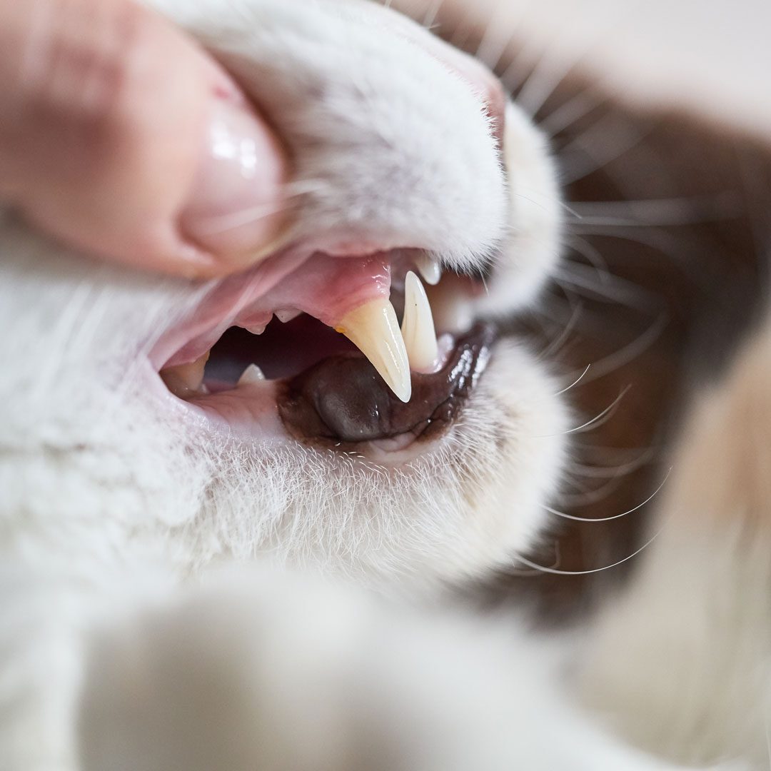 close up of cat's teeth