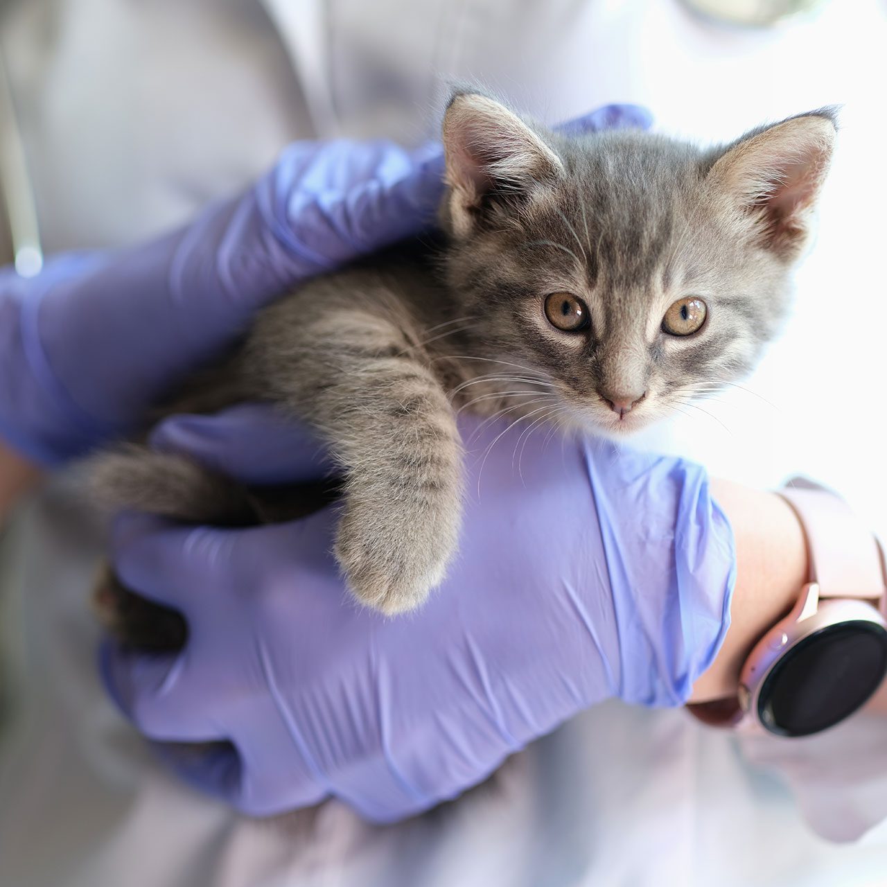 doctor wearing purple gloves holding striped brown tabby kitten