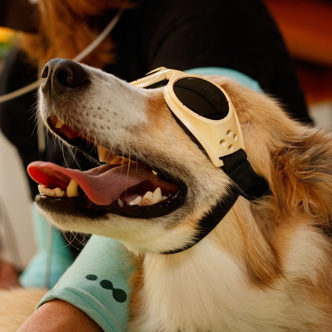 dog receiving laser therapy treatment